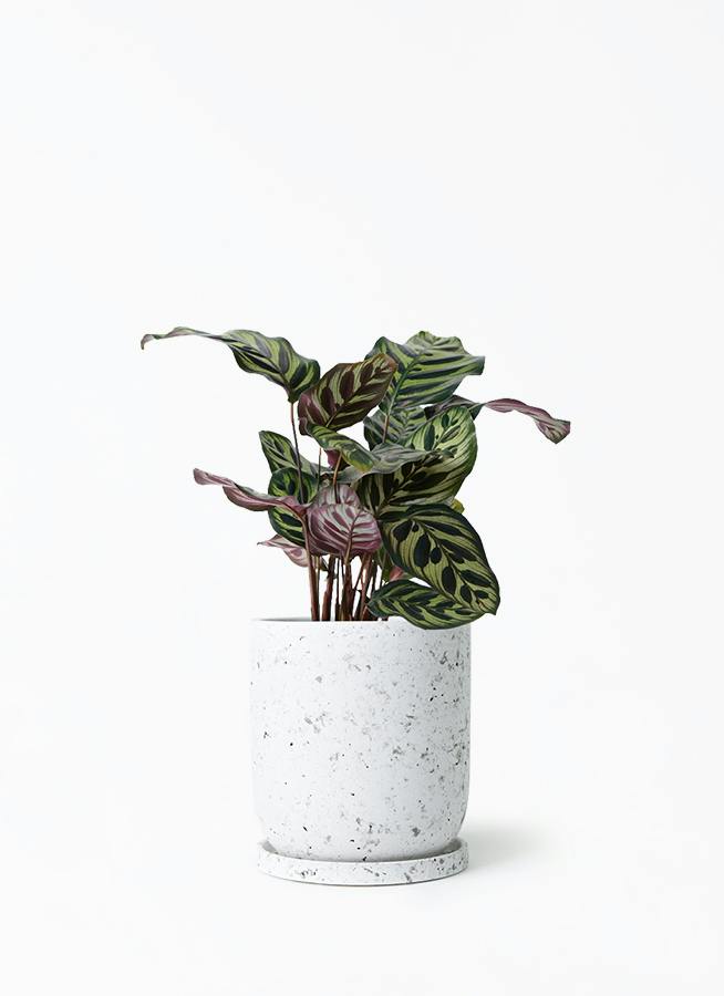 カラテア マコヤナ | 観葉植物の通販ならHitoHana（ひとはな）