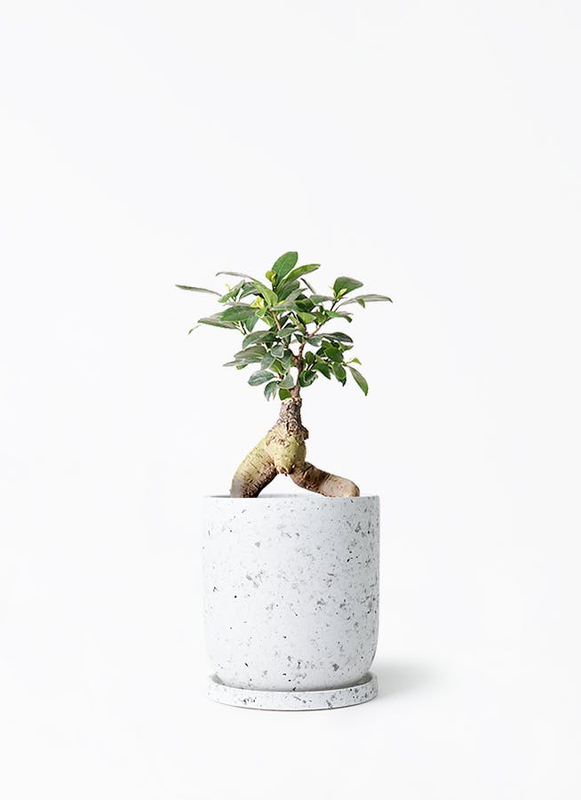 ガジュマル 4号 | 観葉植物の通販ならHitoHana（ひとはな）