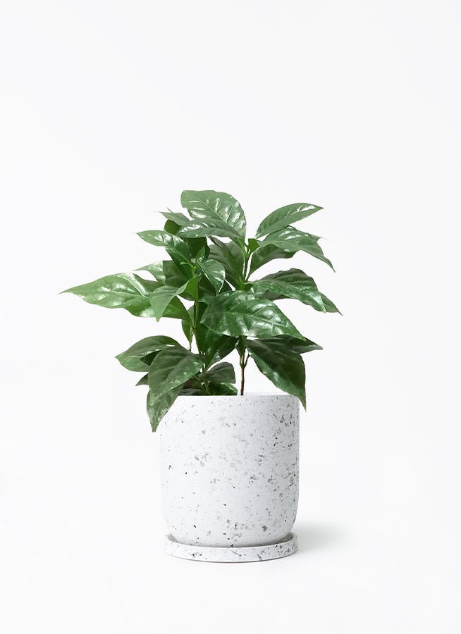 コーヒーの木・4鉢10本以上あり・鉢のままで発送・コーヒーノ木・激安 コーヒーの木・4鉢10本以上あり・鉢のままで発送・コーヒーノ