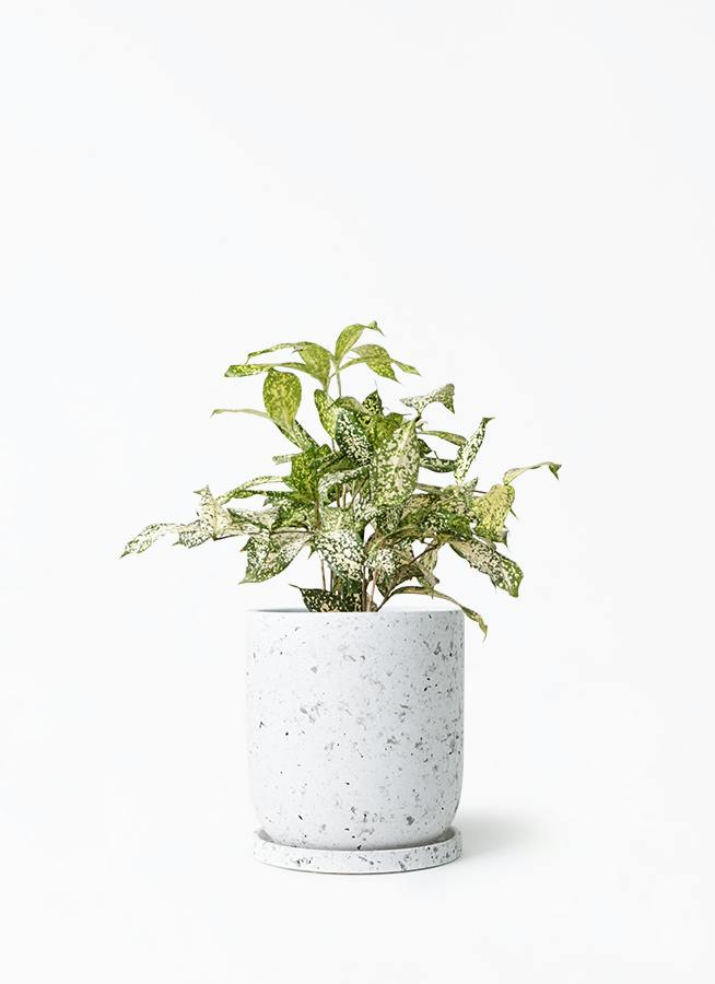 ドラセナ 4号 | 観葉植物の通販ならHitoHana（ひとはな）