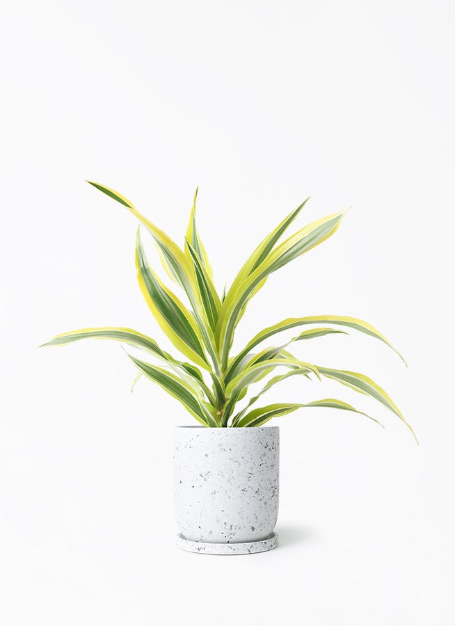 ❤︎希少　ドラセナ　キュンティ　4号鉢❤︎ ドラセナ 4号 | 観葉植物の通販ならHitoHana（ひとはな）