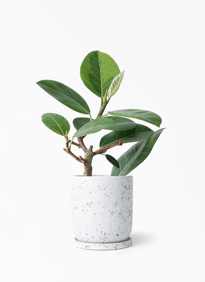 フィカス　アルテシマ　4 楽天市場】フィカス アルテシマ 4号 4寸 インドアングリーン