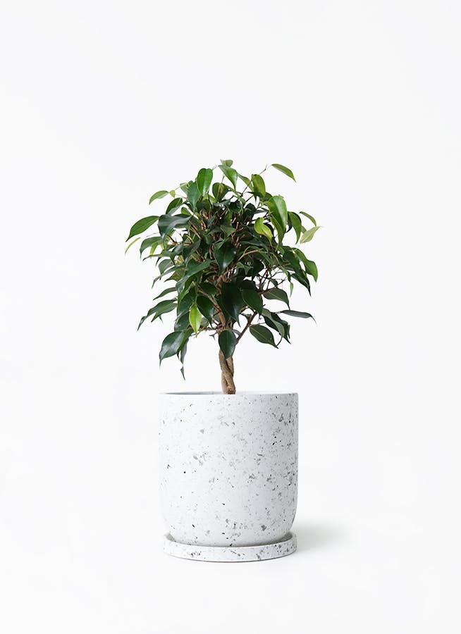 フィカス ベンジャミン 4号 | 観葉植物 | インテリアやギフトに