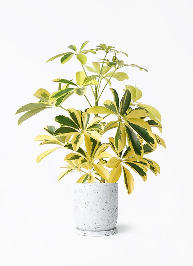 観葉植物 カポック（シェフレラ） 4号 斑入り ピエドロベージュ