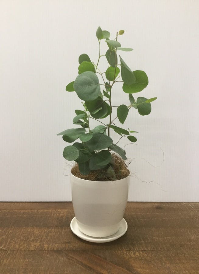 観葉植物 40cm 鉢カバー付 ユーカリ ポポラス ポリアンセモス 3号 観葉植物ならhitohana ひとはな 観葉植物 40cm 鉢カバー付 ユーカリ ポポラス ポリアンセモス 3号 観葉植物ならhitohana ひとはな