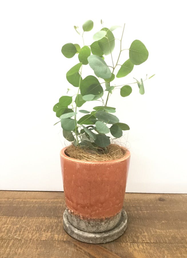 観葉植物 40cm 鉢カバー付 ユーカリ ポポラス ポリアンセモス 3号 観葉植物ならhitohana ひとはな