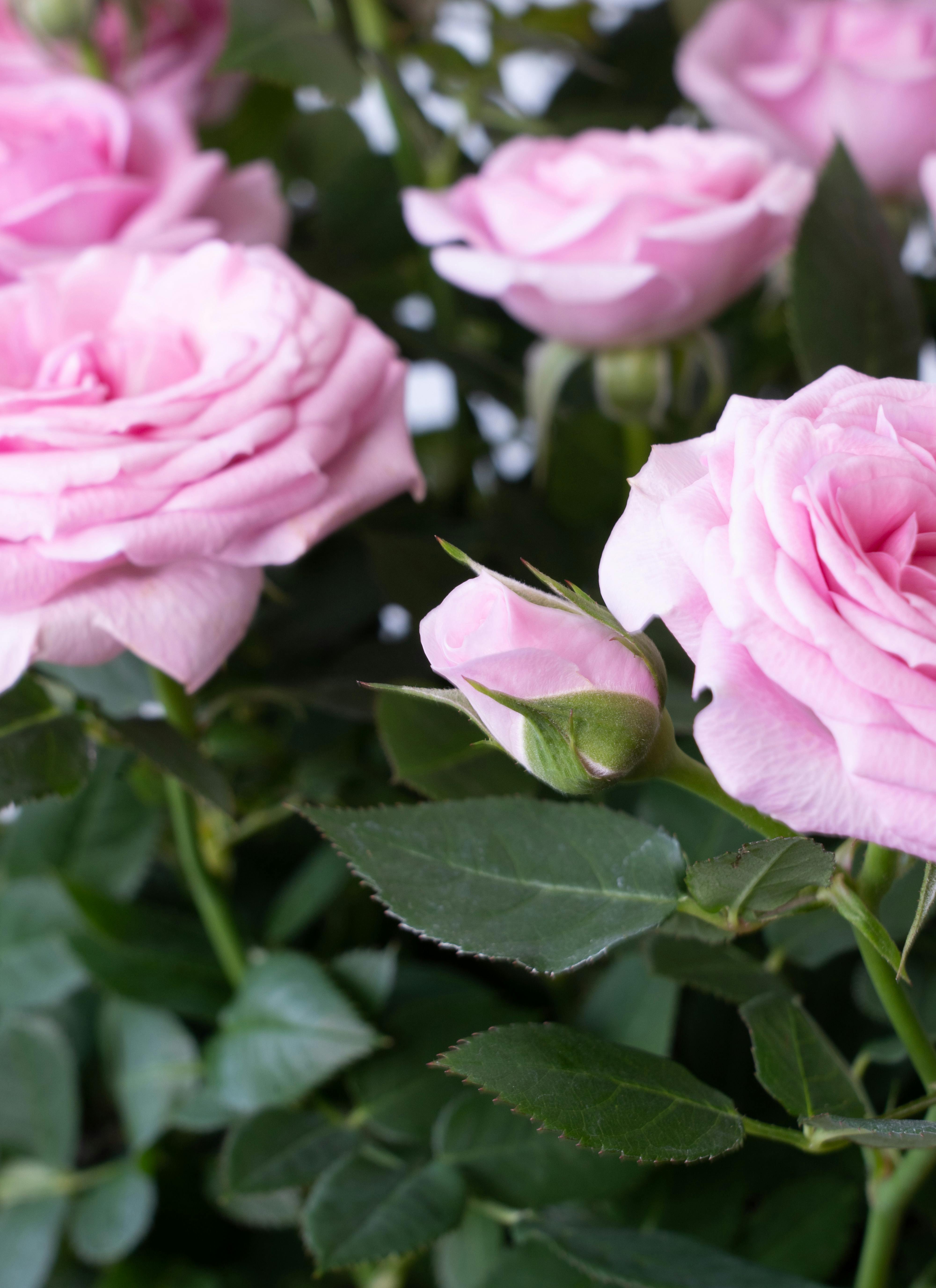 産地直送 ミニバラ ピンク 10号鉢植え／岐阜 セントラルローズ
