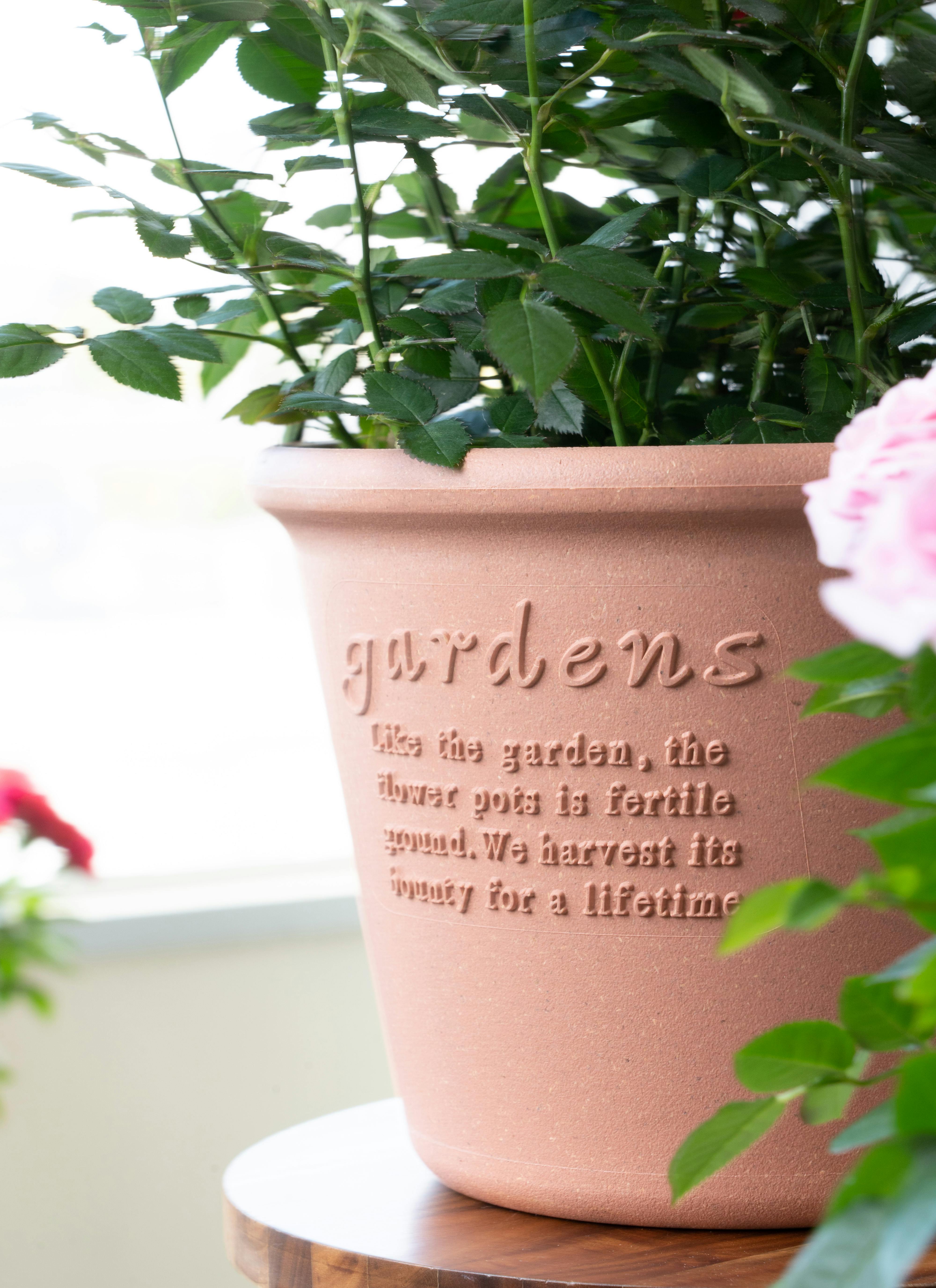 産地直送 ミニバラ ピンク 6号鉢植え／岐阜 セントラルローズからお