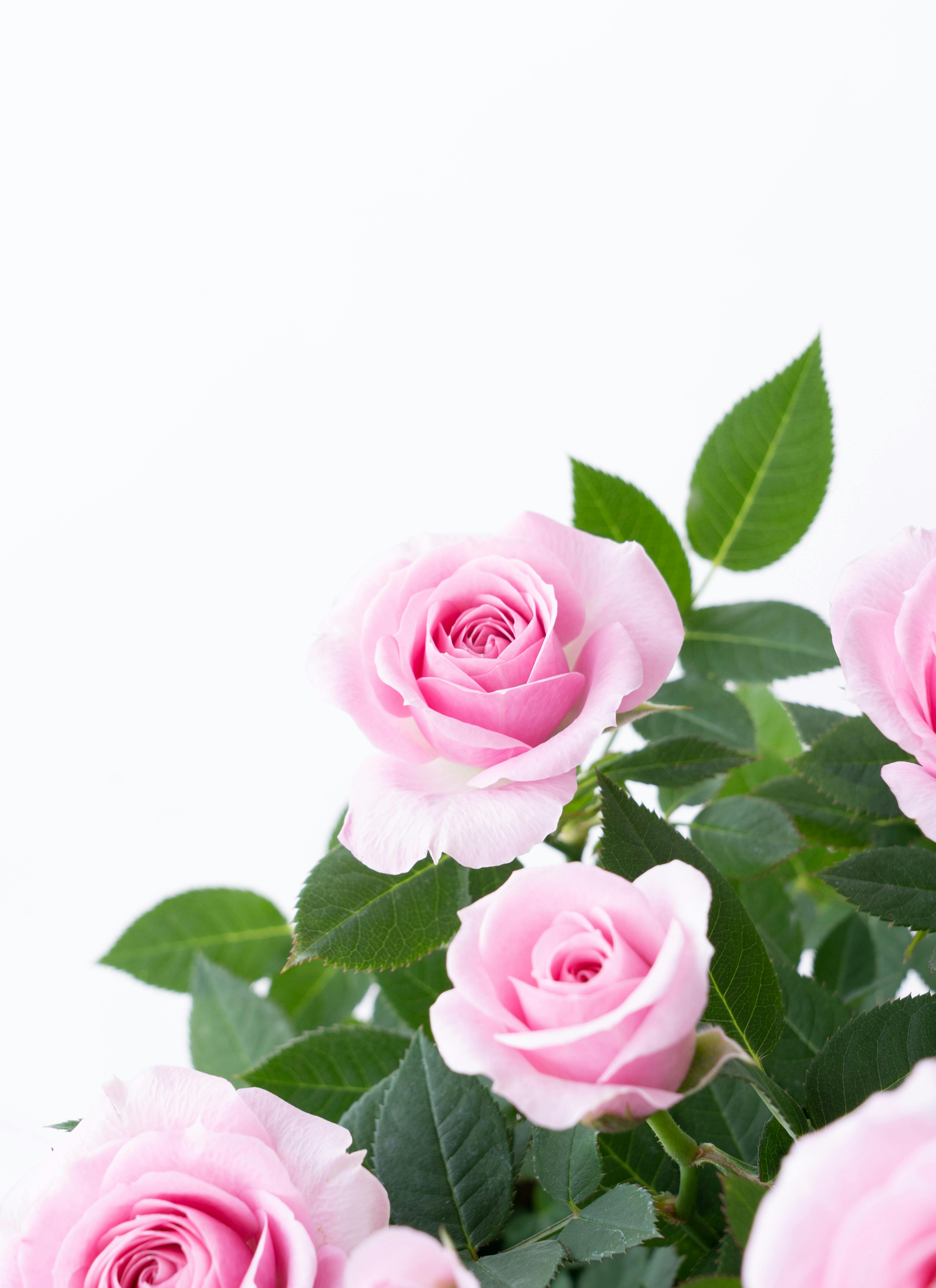 産地直送 ミニバラ ピンク 7号鉢植え／岐阜 セントラルローズからお