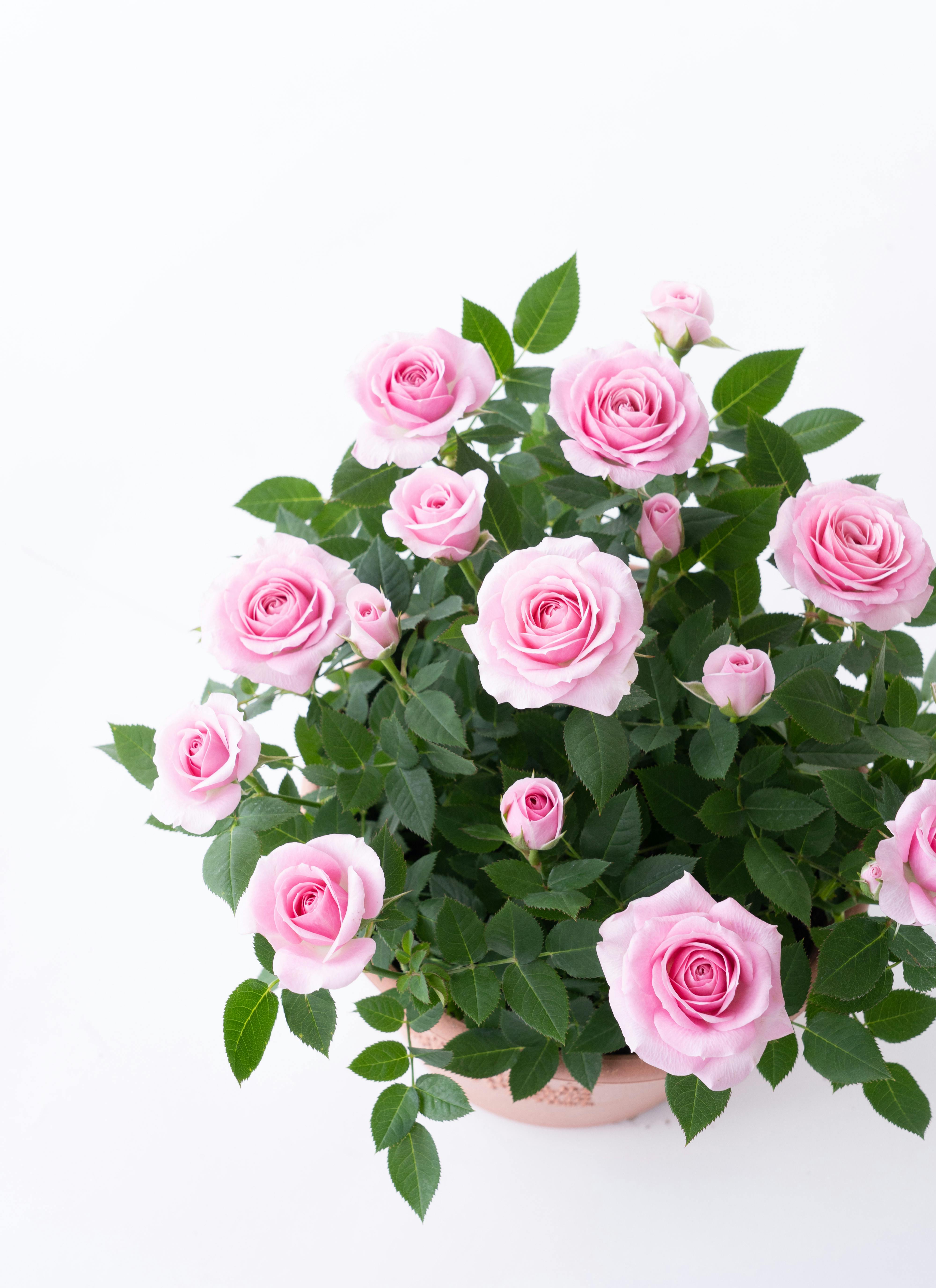 産地直送 ミニバラ ピンク 7号鉢植え／岐阜 セントラルローズ