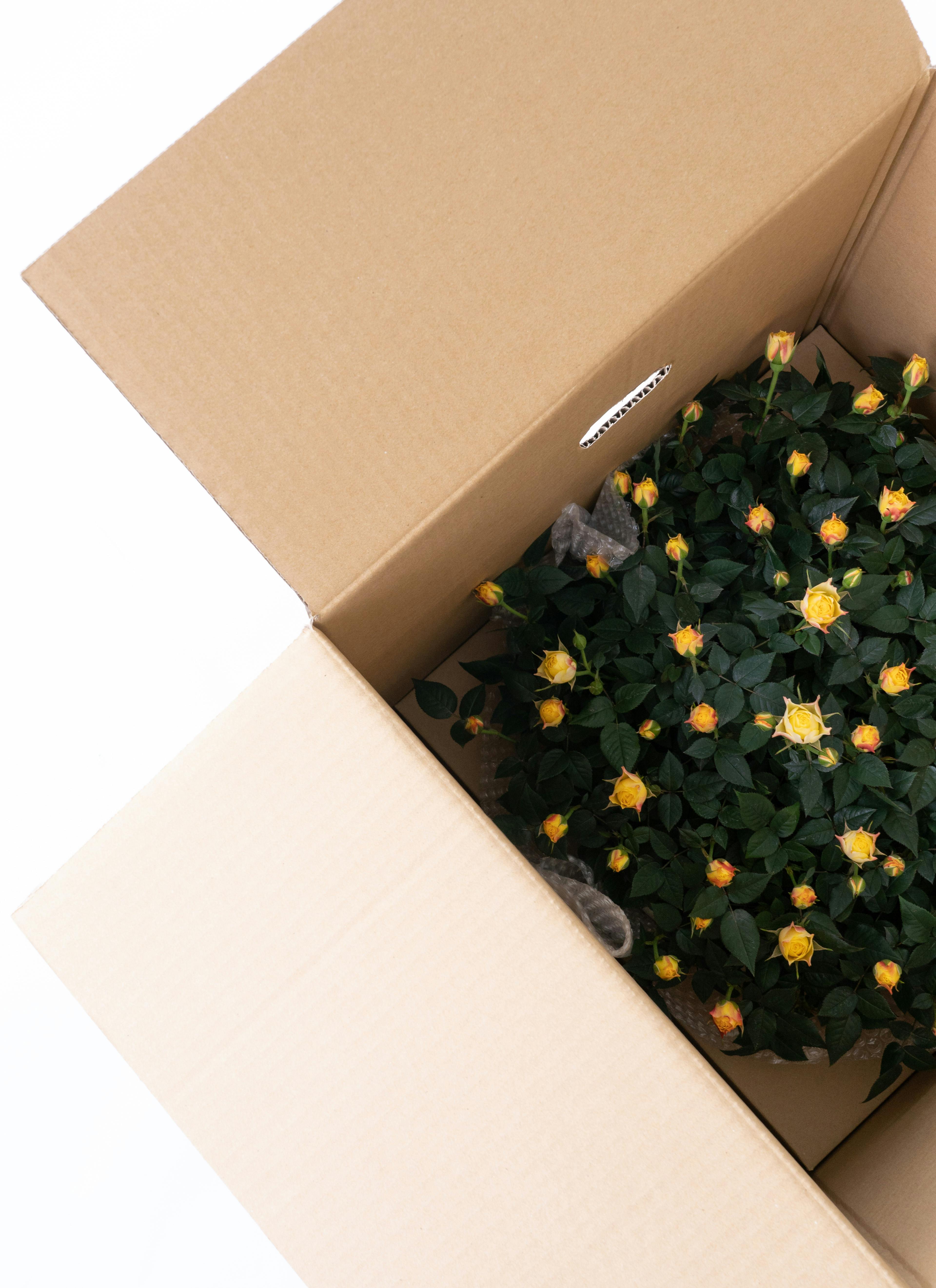 産地直送 ミニバラ 黄色 12号鉢植え／岐阜 セントラルローズからお届け