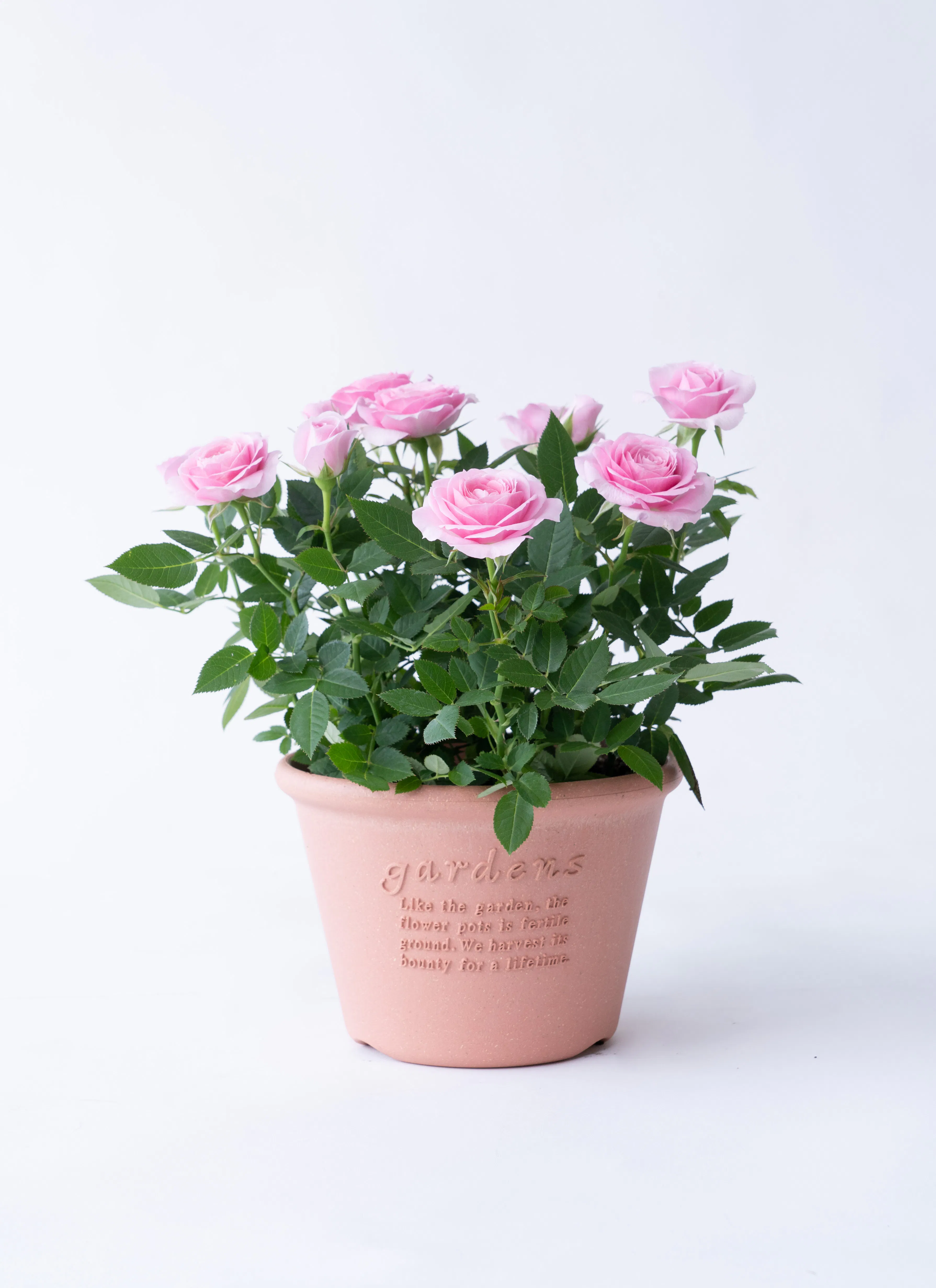 ミニバラの鉢植え | お花の通販HitoHana（ひとはな） 