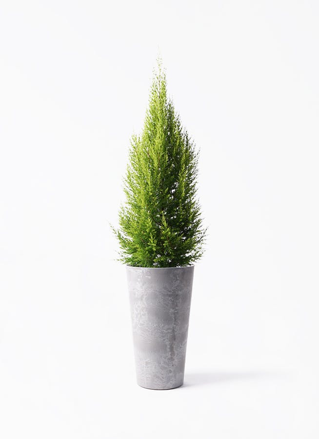 ゴールドクレスト 8号 | 観葉植物通販HitoHana(ひとはな)