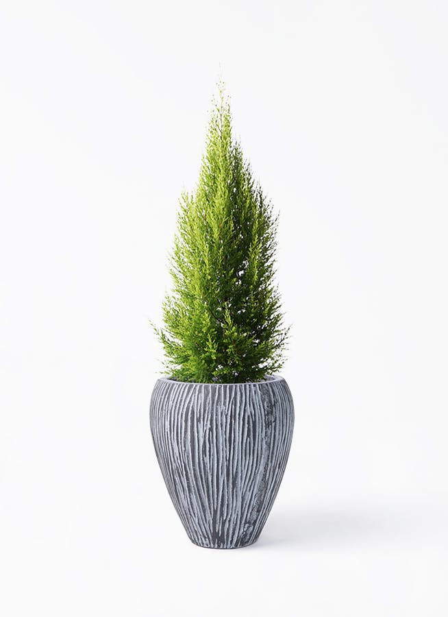 高さ１５０㎝のゴールドクレスト【八号鉢】 人工観葉植物ゴールドクレスト 高さ150cm 通販 - ディノス