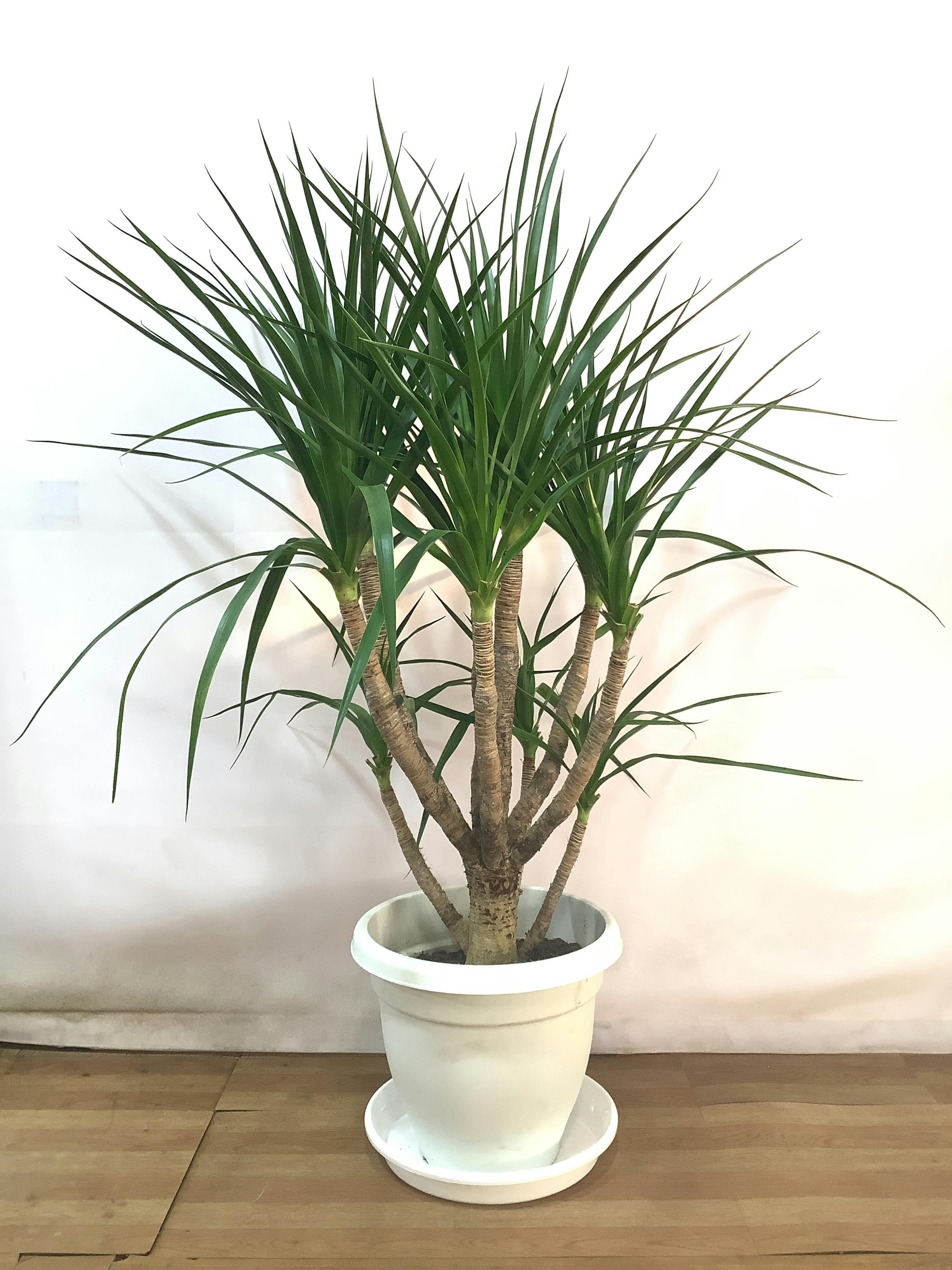 ドラセナ カンボジアーナ 高さ約100㎝ 10寸 - 植物/観葉植物