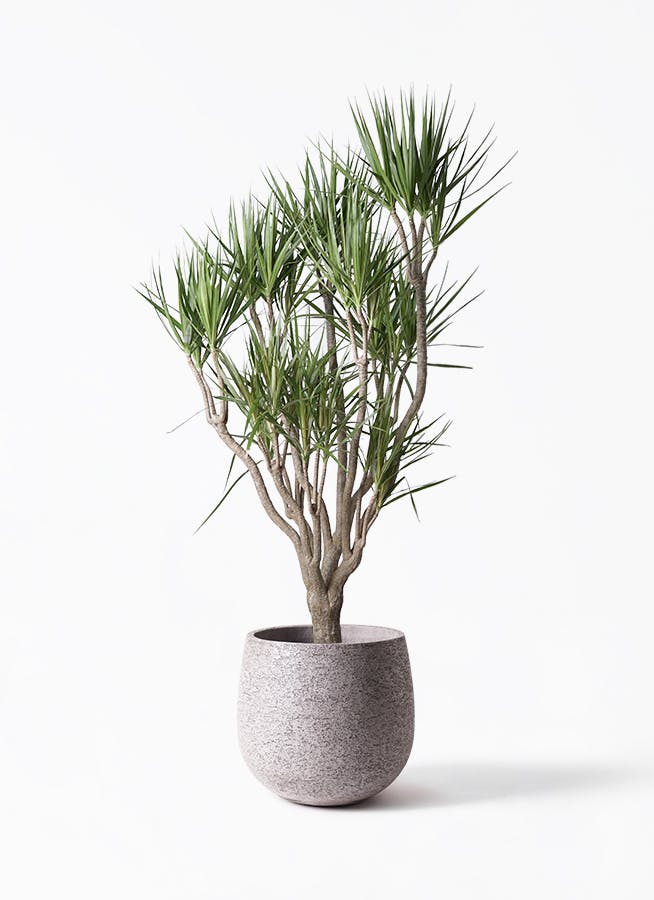 観葉植物 ドラセナ コンシンナ コンシンネ 曲がり ９号鉢 観葉植物 ドラセナ コンシンナ コンシンネ 曲がり 9号鉢