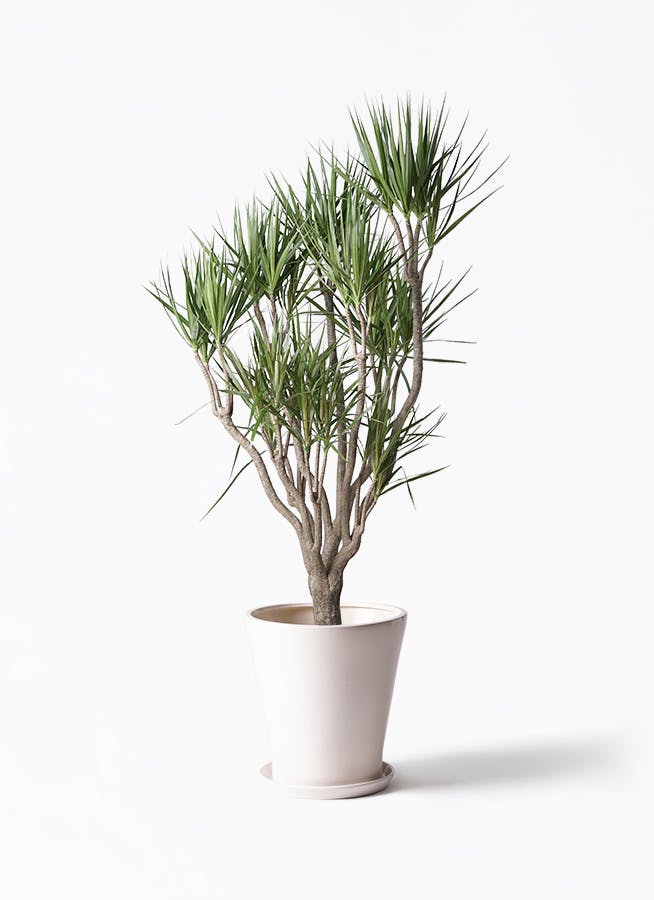 観葉植物 柱サボテン 10号 サブリナ 白 付き | 観葉植物ならHitoHana