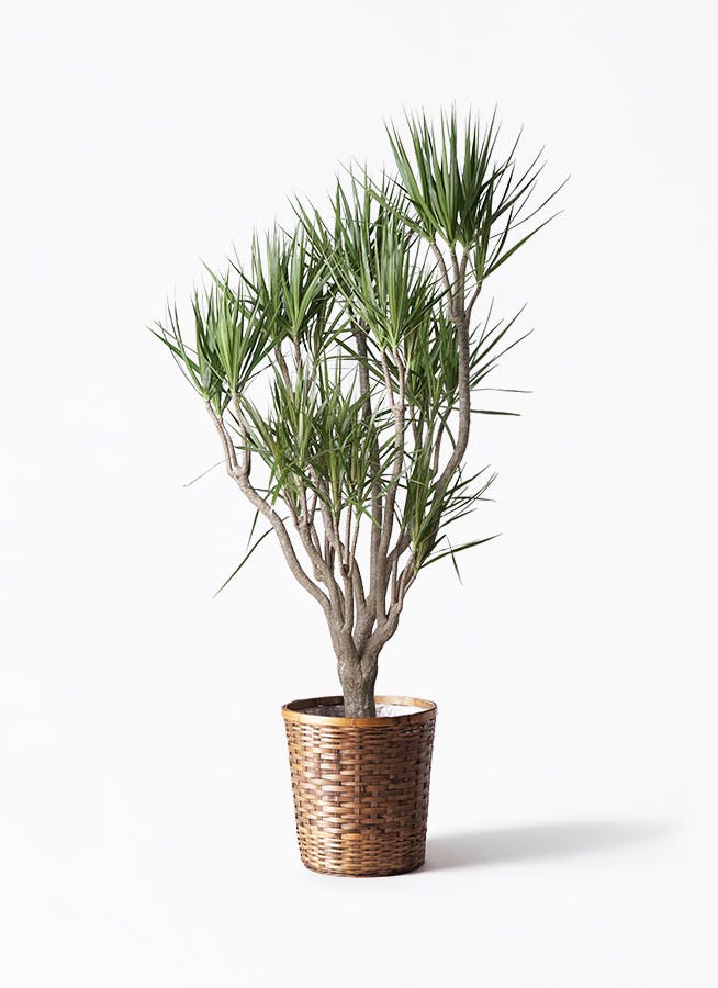 観葉植物 ドラセナ コンシンネ 10号 一本立ち 竹バスケット 付き