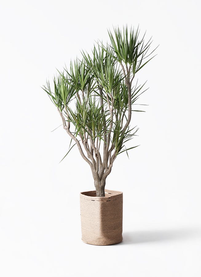 綺麗な樹形★ 観葉植物 ドラセナ ソングオブインディア ドラセナ・ソングオブインディアの育て方 | 観葉植物・お花の通販 AND