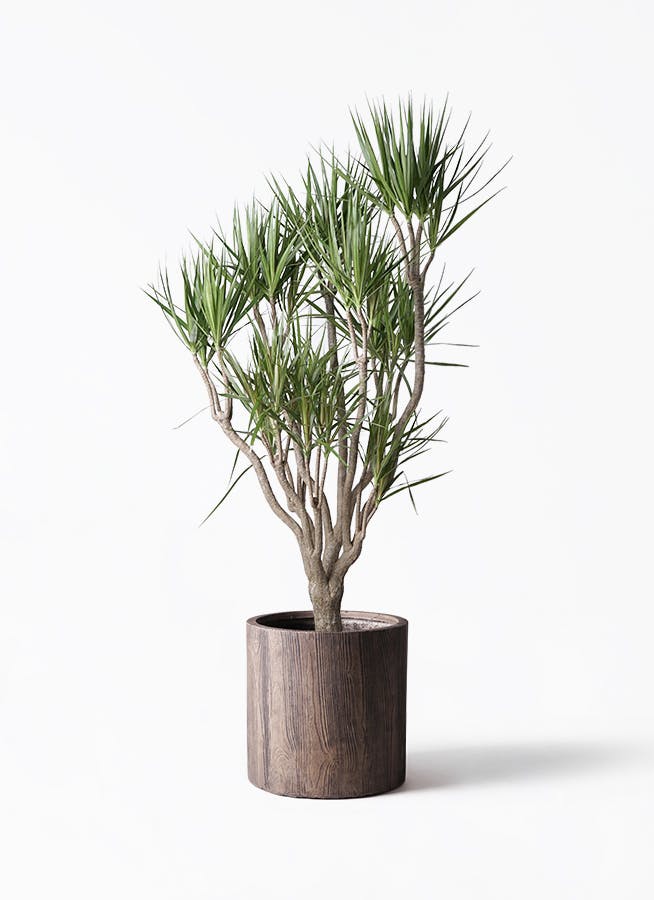 ドラセナ コンシンネ | 観葉植物の通販ならHitoHana（ひとはな）