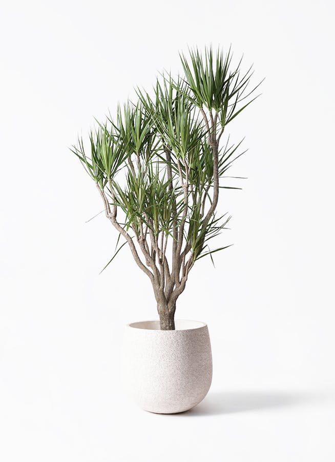 ドラセナ コンシンネ 10号 | 観葉植物 | インテリアやギフトに