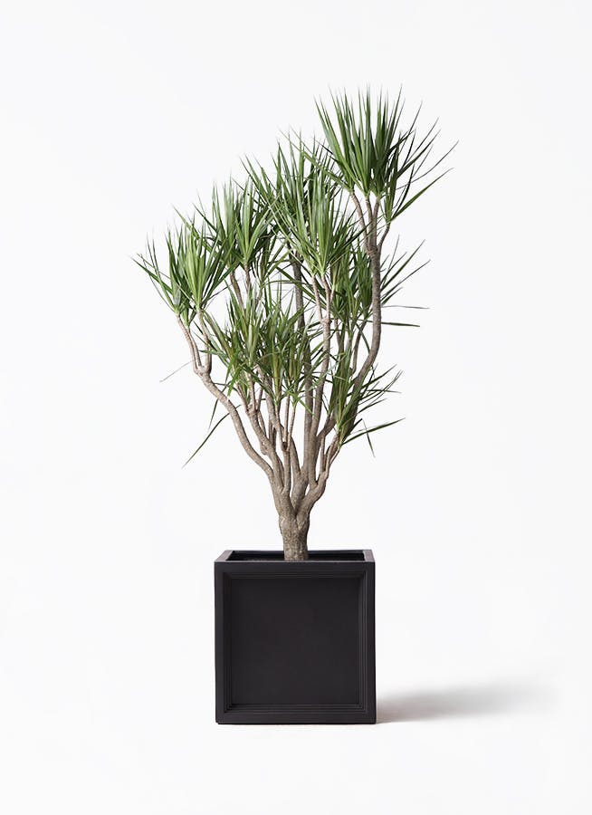 おまーさん専用です。トックリヤシ。観葉植物。鉢ごと無料で発送致します。 トックリヤシ…鉢植え