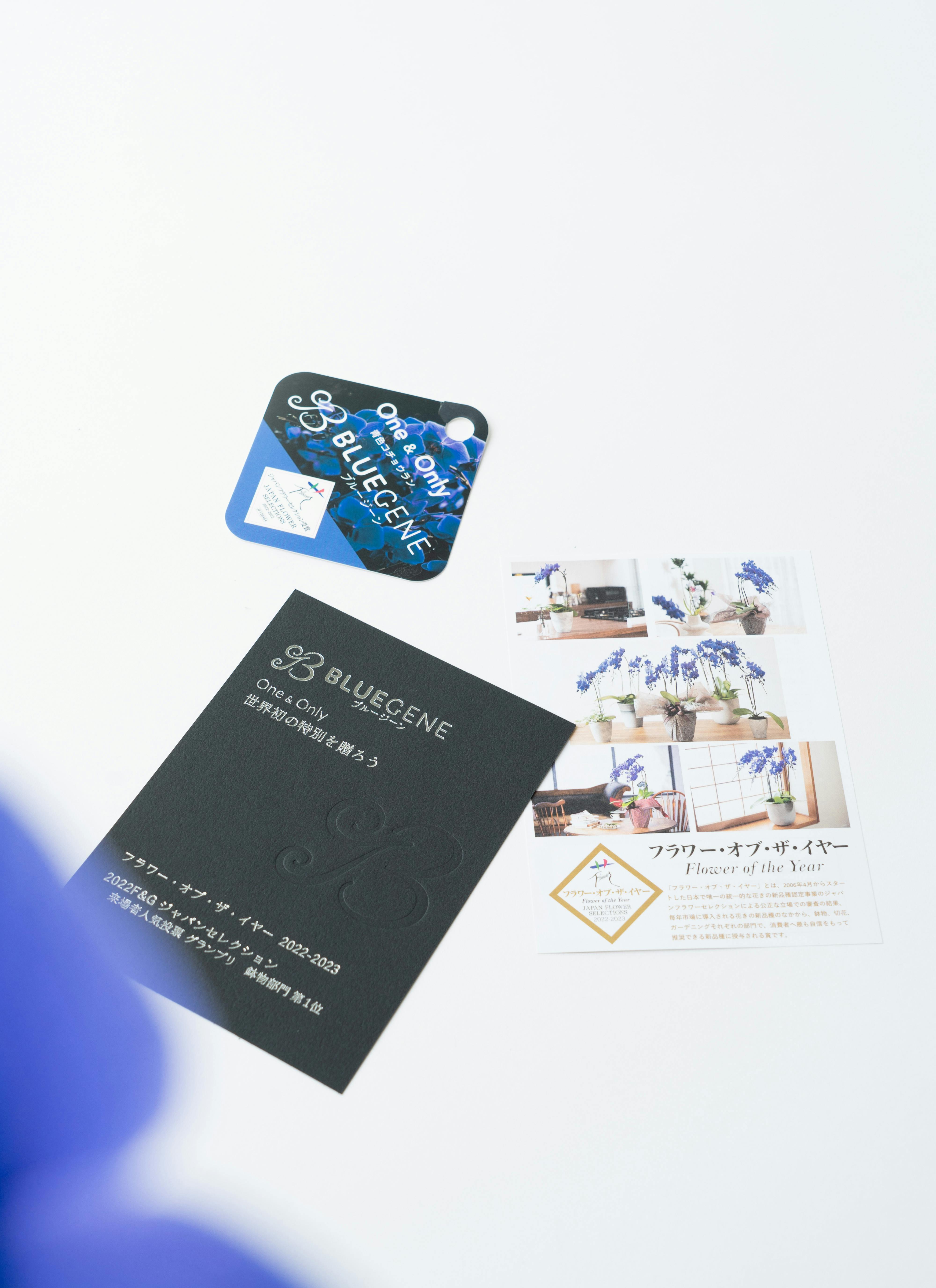 ミディ胡蝶蘭 Blue Gene（ブルージーン）1本立ち | 胡蝶蘭ならHitoHana