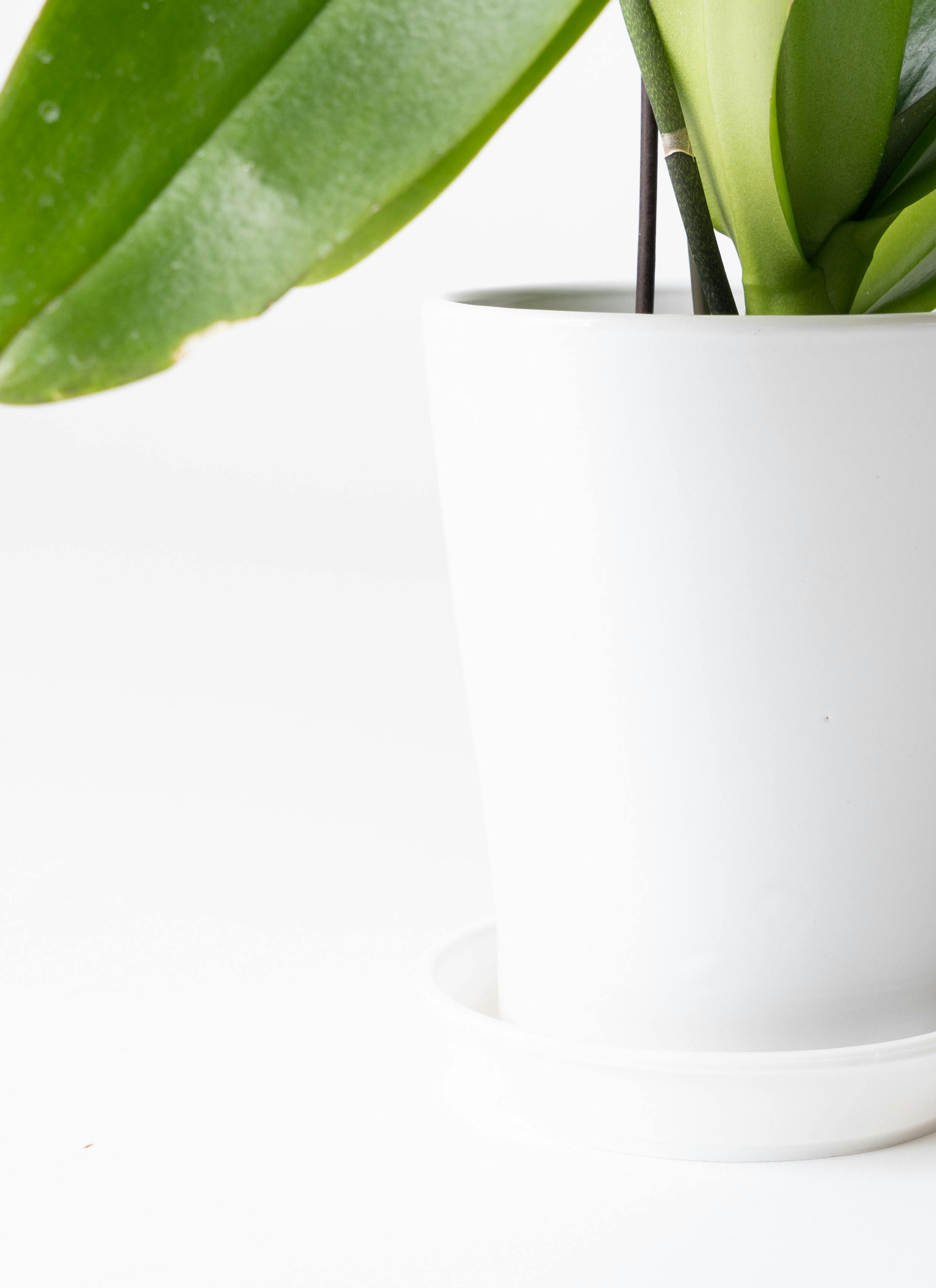 ミディ胡蝶蘭 Blue Gene（ブルージーン）1本立ち | 胡蝶蘭ならHitoHana