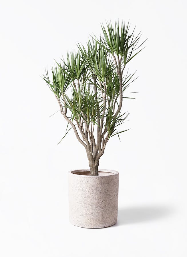 ★お値引き ドラセナ コンシンネ 10号 (観葉植物)  本物•良品 ☆お値引き ドラセナ コンシンネ 10号 (観葉植物) 本物•良品