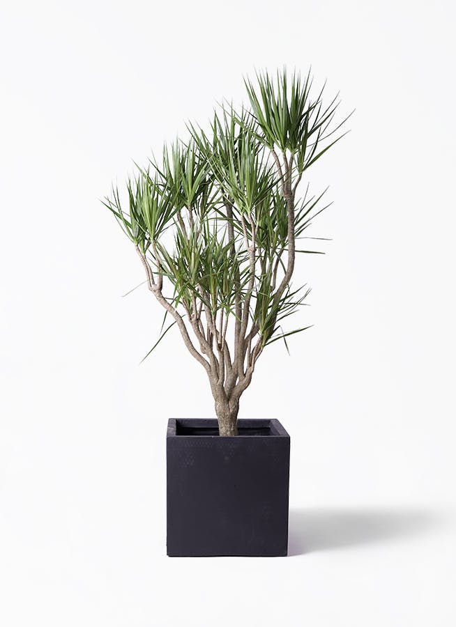 ドラセナ コンシンネ 一本立ち | 観葉植物 | インテリアやギフトに