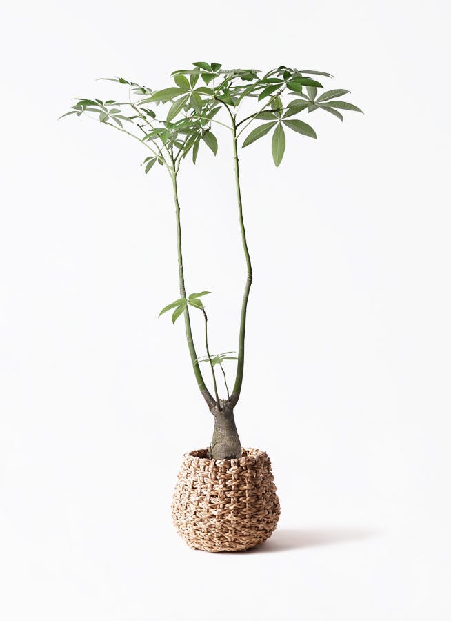 パキラ パラソル | 観葉植物の通販ならHitoHana（ひとはな）