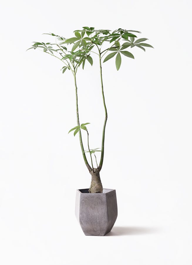 パキラ パラソル | 観葉植物の通販ならHitoHana（ひとはな）