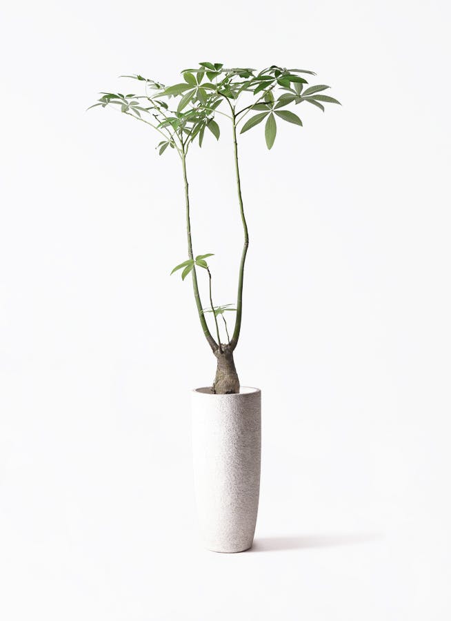 パキラ パラソル | 観葉植物の通販ならHitoHana（ひとはな）