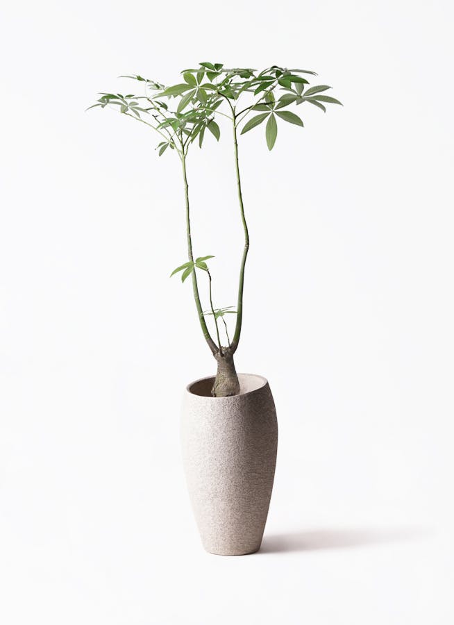 パキラ パラソル | 観葉植物の通販ならHitoHana（ひとはな）