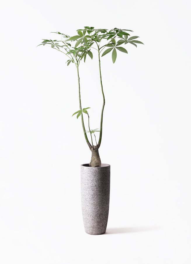 パキラ パラソル | 観葉植物の通販ならHitoHana（ひとはな）