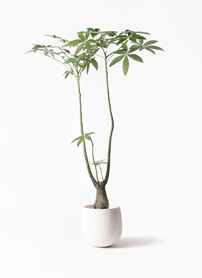 観葉植物 パキラ 8号 パラソル エコストーンwhite 付き 観葉植物ならhitohana ひとはな