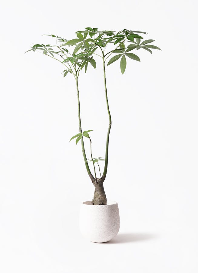 パキラ パラソル | 観葉植物の通販ならHitoHana（ひとはな）
