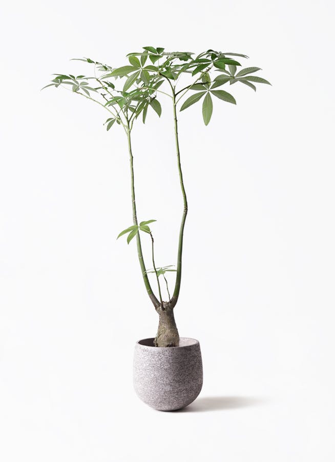パキラ パラソル | 観葉植物の通販ならHitoHana（ひとはな）