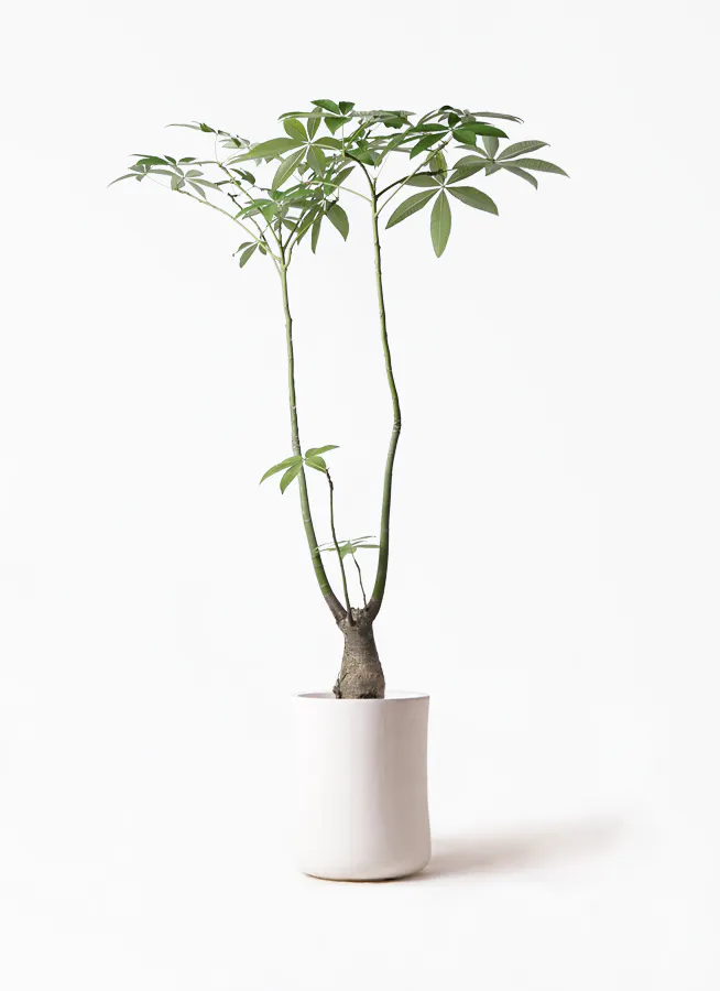 観葉植物 パキラ 8号 パラソル バスク ミドル ホワイト 付き 観葉植物ならhitohana ひとはな