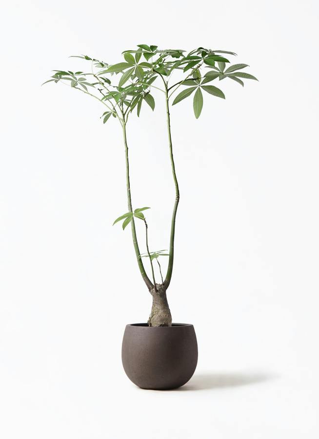 パキラ パラソル | 観葉植物の通販ならHitoHana（ひとはな）