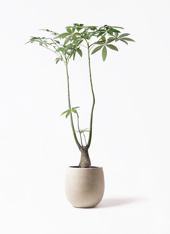 パキラ パラソル | 観葉植物の通販ならHitoHana（ひとはな）