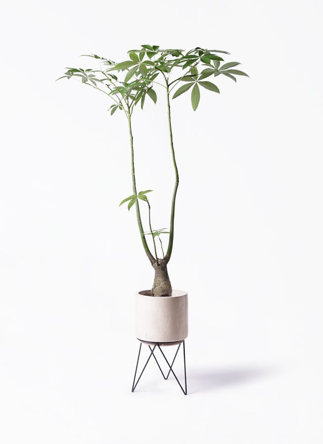 パキラ パラソル | 観葉植物の通販ならHitoHana（ひとはな）