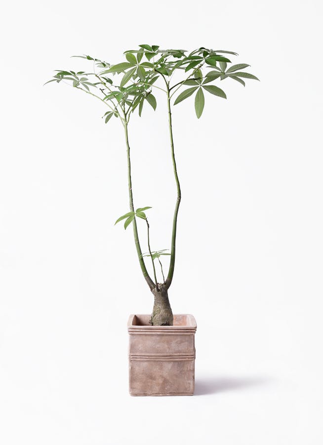 観葉植物 パキラ 8号 パラソル テラアストラ カペラキュビ 赤茶色 付き 観葉植物ならhitohana ひとはな