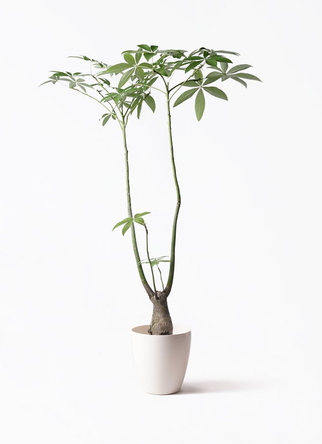 パキラ | 観葉植物の通販ならHitoHana（ひとはな）