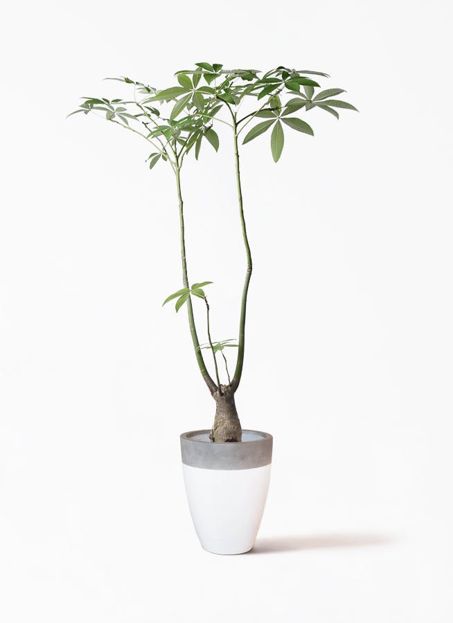 観葉植物 パキラ 8号 パラソル ファイバーストーンカプリ 白 付き 観葉植物ならhitohana ひとはな