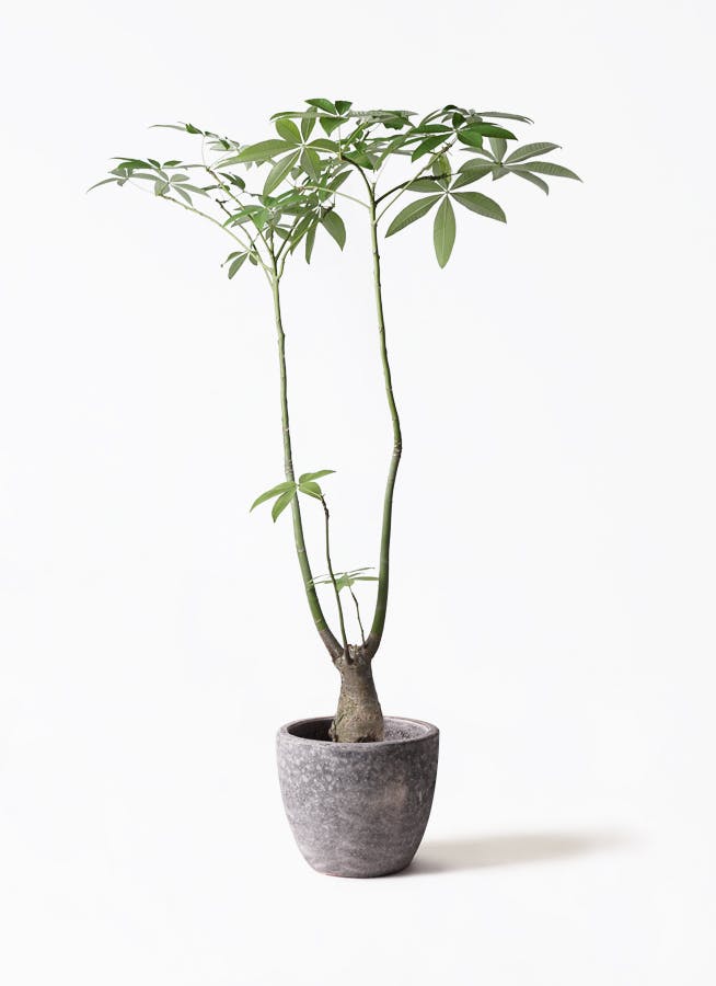 パキラパラソル　大型株 パキラ パラソル | 観葉植物の通販ならHitoHana（ひとはな）