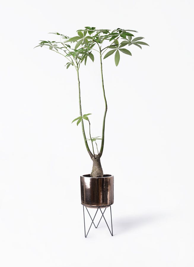 パキラ 8号 | 観葉植物の通販ならHitoHana（ひとはな）