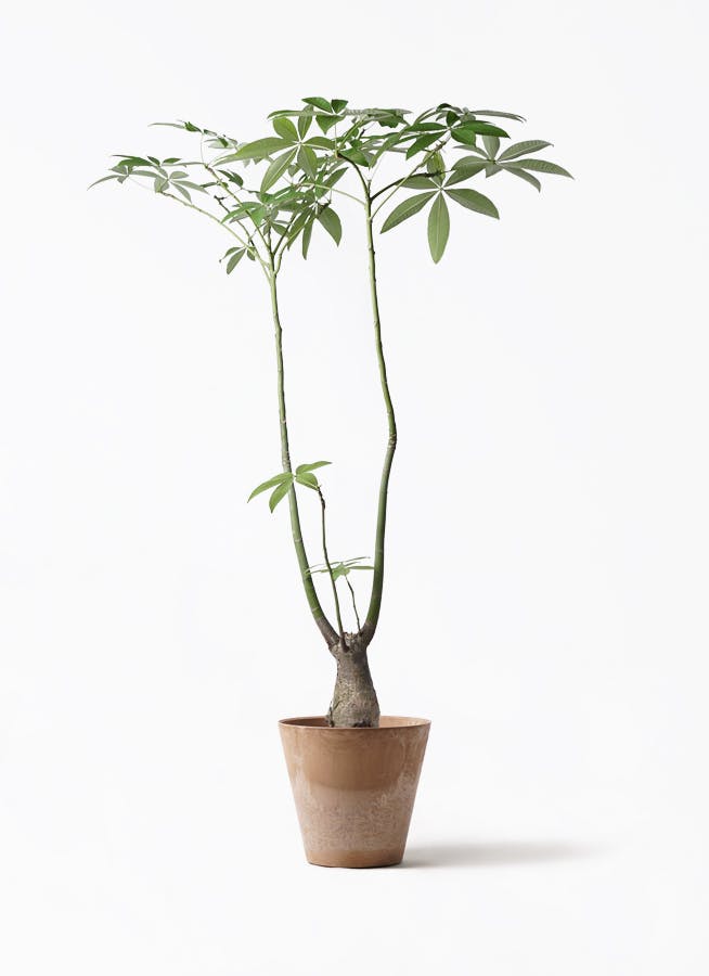 パキラパラソル大型　【良品】 パキラ パラソル | 観葉植物の通販ならHitoHana（ひとはな）