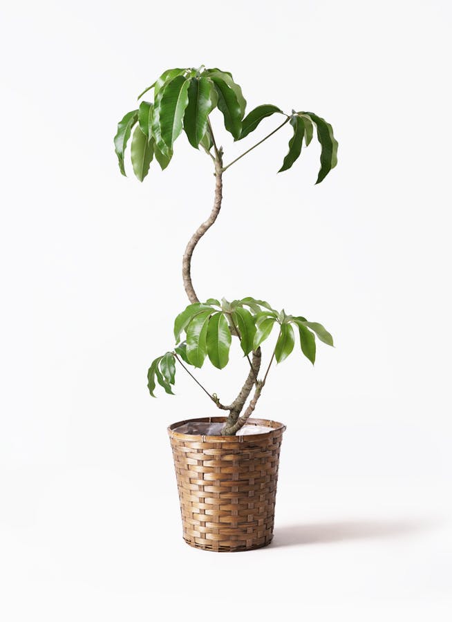 ツピダンサス 8号 | 観葉植物通販HitoHana(ひとはな)