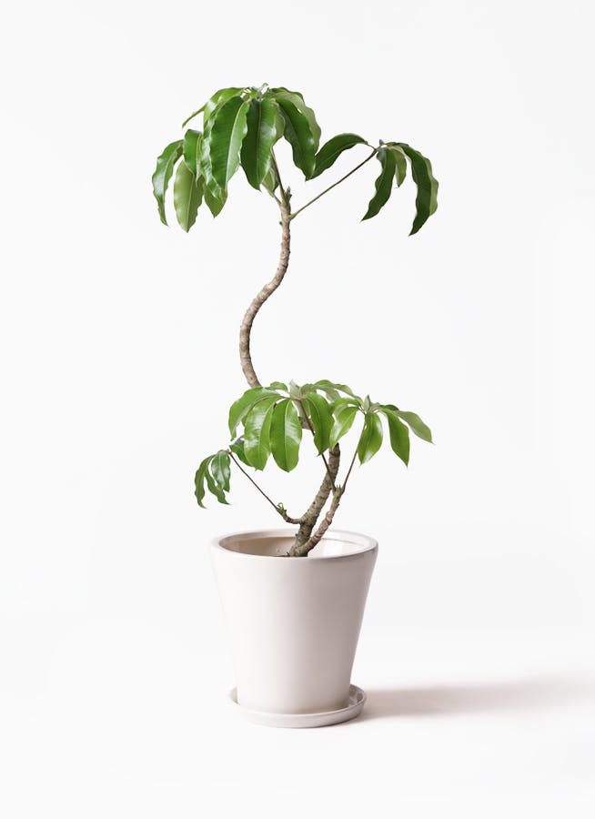 観葉植物 ツピダンサス 8号 曲り サブリナ 白 付き 観葉植物ならhitohana ひとはな 観葉植物 ツピダンサス 8号 曲り サブリナ 白 付き 観葉植物ならhitohana ひとはな